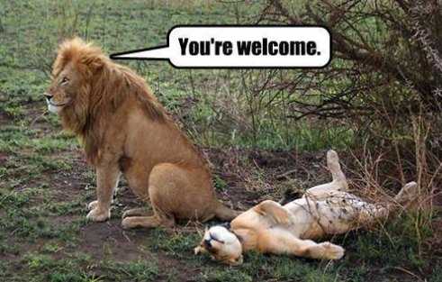 alpha male