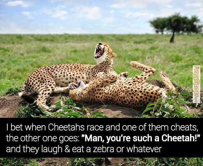 cheetah