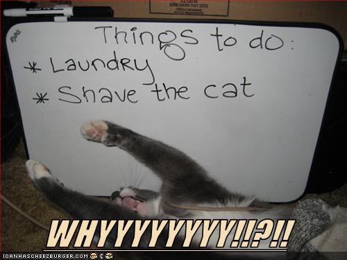 why?