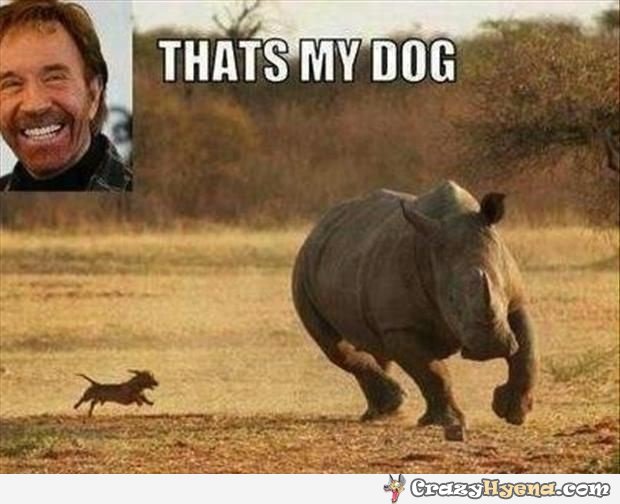 chase dog