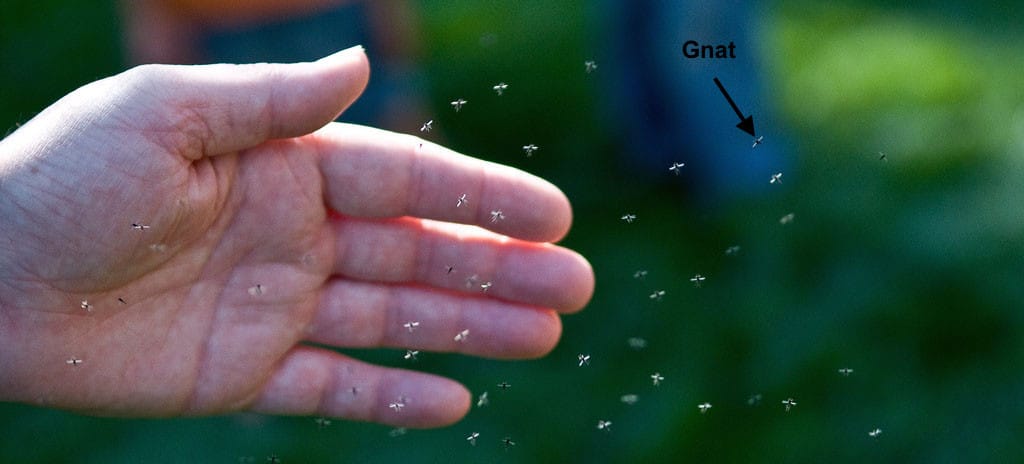 gnats